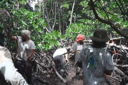 Calédoclean en opération sauvegarde de la mangrove à Nouméa